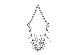   Osmia rufina  male, diagram showing hidden sterna S8, diagram modified from Wu 2006 
